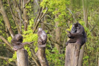 Three Drills (Mandrillus leucophaeus), a male and two females, sit high up on the three stumps of a