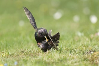 Common Starling (Sturnus vulgaris) pair mating, Bavaria, Germany, Europe