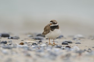 Common ringed plover (Charadrius hiaticula) on the beach, Düne, Helgoland, Schleswig-Holstein,