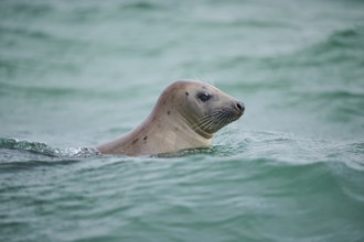 Grey seal (Halichoerus grypus) looking out of the water while swimming in the sea, Düne, Helgoland,