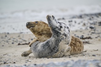 Grey seal (Halichoerus grypus) playing with each other on the beach, Düne, Helgoland,
