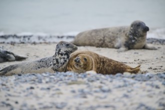 Grey seal (Halichoerus grypus) playing with each other on the beach, Düne, Helgoland,