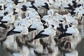 White storks (Ciconia ciconia), large flock roosting in shallow water, Flachsee, Canton Aargau,