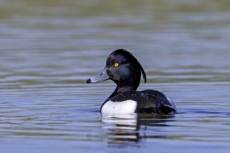 Tufted duck, tufted pochard (Aythya fuligula, Anas fuligula) adult male swimming in lake, pond in