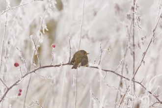 European robin (Erythacus rubecula) Germany