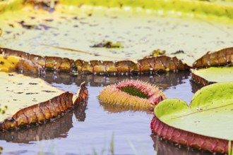 Giant water lily (Victoria amazonica) Pantanal Brazil