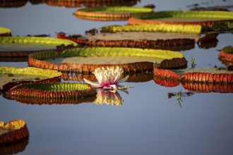 Giant water lily (Victoria amazonica) Pantanal Brazil