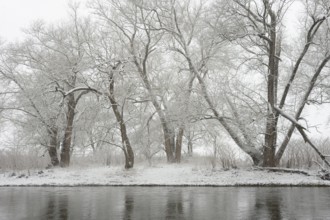 Winter landscape by a river, willows (Salix) on the bank in heavy snowfall, North Rhine-Westphalia,