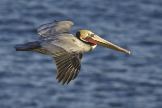Brown Pelican (Pelecanus occidentalis), California, USA, North America