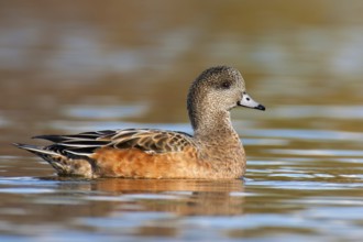 American Wigeon (Mareca americana) female, British Columbia, Canada, North America