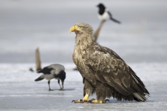 White-tailed Eagle (Haliaeetus albicilla), Mecklenburg-Western Pomerania, Germany, Europe