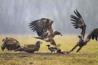 White-tailed Eagle (Haliaeetus albicilla) juvenile, Kutno, Poland, Europe
