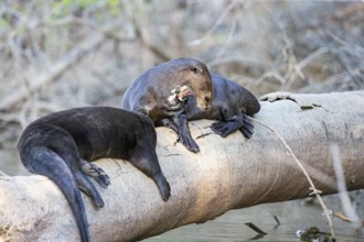 Giant otter (Pteronura brasiliensis) Pantanal Brazil