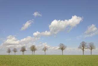 Row of trees, bare lime trees (Tilia) on a green grain field, blue cloudy sky, North