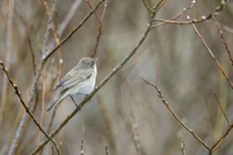 Willow Warbler (Phylloscopus trochilus), Rhineland-Palatinate, Germany, Europe