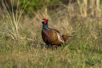 Hunting pheasant (Phasianus colchicus), pheasant in its natural environment, Texel Island,