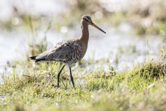 Black-tailed godwit (Limosa limosa), Lower Saxony, Germany, Europe