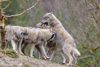 A pack of grey wolves (Canis lupus lupus) playing on a hill and showing social behaviour