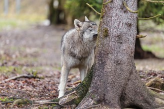A young grey wolf (Canis lupus lupus) stands near a tree in the forest on an overcast day and