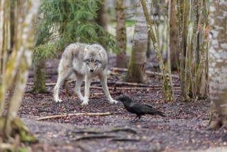 A grey wolf (Canis lupus lupus) standing in a forest on a cloudy day, watching a common raven