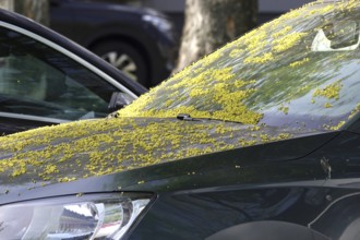 Pollen on a car, April, Germany, Europe
