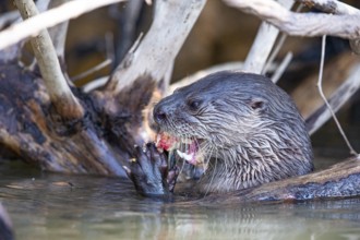 Southern river otter (Lontra longicaudis) Pantanal Brazil