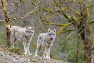 Two grey wolves (Canis lupus lupus) stand on a hill and watch something