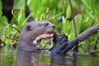 Giant otter (Pteronura brasiliensis) Pantanal Brazil