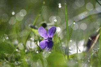 Violets with morning dew, beautiful bokeh, Germany, Europe