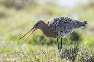Black-tailed godwit (Limosa limosa), Lower Saxony, Germany, Europe