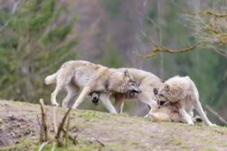 A pack of grey wolves (Canis lupus lupus) playing on a hill and showing social behaviour
