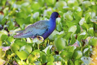 American purple gallinule (Porphyrio martinicus) Pantanal Brazil