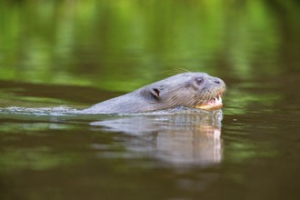 Giant otter (Pteronura brasiliensis) Pantanal Brazil
