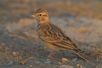 Greater Short-toed Lark (Calandrella brachydactyla), Silifke, Turkey, Asia