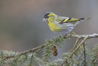 Eurasian Siskin (Spinus spinus) male, Saxony, Germany, Europe