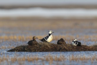 Steller's Eider (Polysticta stelleri), Alaska, USA, North America