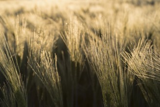 Awns of barley (Hordeum vulgare) with water droplets in the backlight, ear of grain in the morning