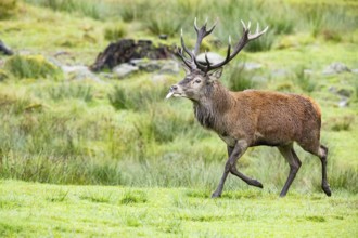 Red deer (Cervus elaphus) Rutting behaviour captive Germany