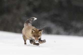 Red fox in the snow, Steinborn, Rhineland-Palatinate, Germany, Europe