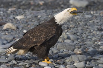 Bald Eagle (Haliaeetus leucocephalus) calling, Alaska, USA, North America