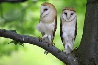 Barn owl (Tyto alba), adult, pair, vigilant, on tree, in summer, Šumava, Czech Republic, Europe