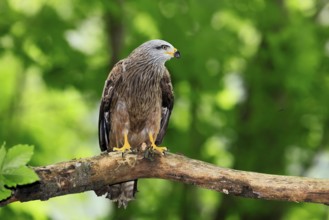 Black Kite (Milvus migrans), adult, alert, perch, Šumava, Czech Republic, Europe