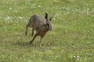 European brown hare (Lepus europaeus) running across a meadow, North Rhine-Westphalia, Germany,