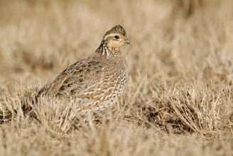 Northern Bobwhite (Colinus virginianus) female, Texas, USA, North America