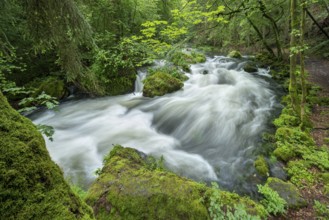 White water and rapids on the Trieb stream in the Triebtal nature reserve in Vogtland, Plauen,