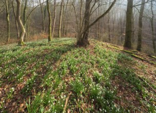 Sunny forest with spring snowflakes (Leucojum vernum), Ziegelroda Forest, Saxony-Anhalt, Germany,