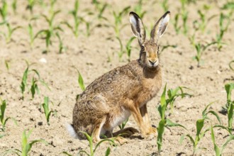 European hare (Lepus europaeus) Germany