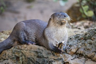 Southern river otter (Lontra longicaudis) Pantanal Brazil