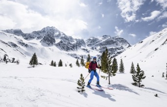 Skiers on the descent to Preda between small conifers, picturesque mountain landscape in winter