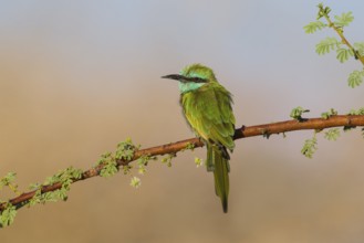 Green Bee-eater (Merops orientalis), Eilat, Israel, Asia